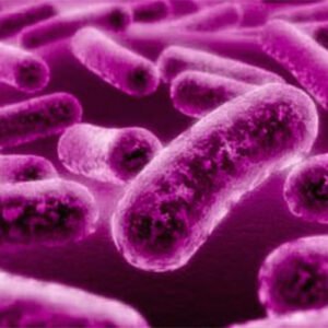 healthy gut bacteria