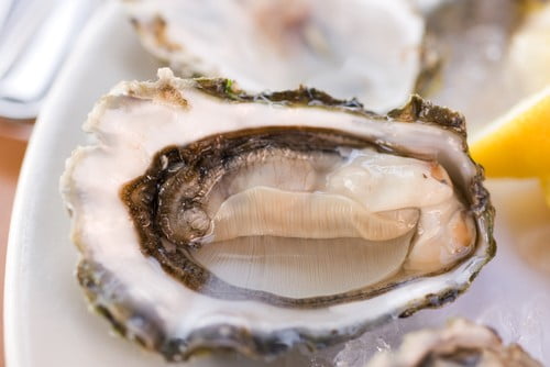 oysters