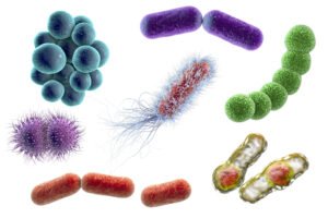 bacteria