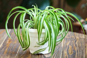 spider-plant